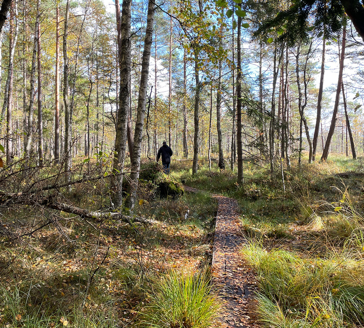 Holzsteg führt durch eine schwedische Moorlandschaft mit jungen Kiefern, ein typisches Bild für die freie Natur, in der das Jedermannsrecht gilt.
