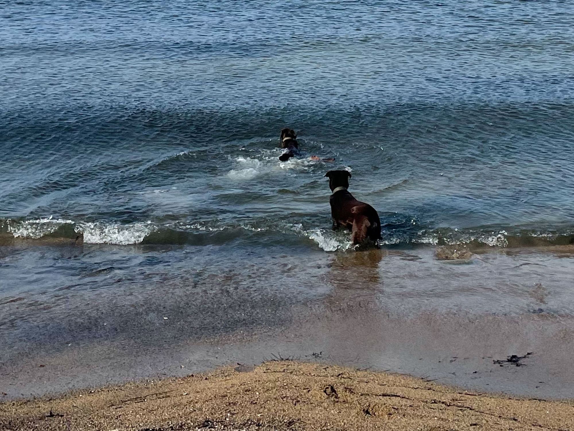 Zwei Hunde plantschen im flachen Wasser eines schwedischen Sees, einer schwimmt bereits weiter hinaus, der andere steht noch im Uferbereich.